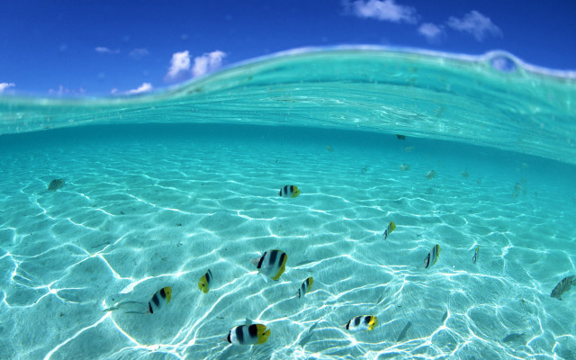 Fish swimming clear blue ocean #6 free wallpaper for desktop - medium preview image