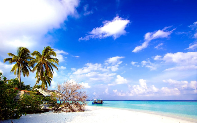 Boat beach palm trees blue #8 free wallpaper for desktop - medium preview image
