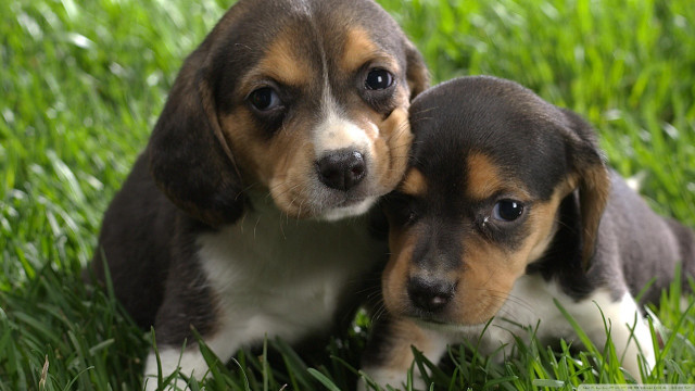 Two puppies sitting grass cute free wallpaper for desktop - medium preview image