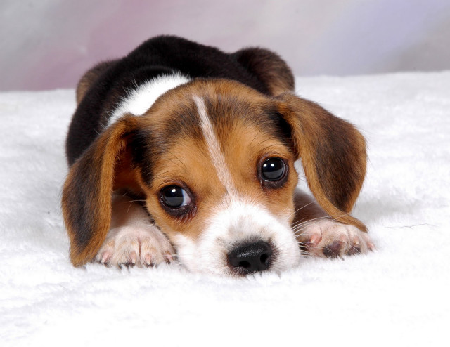 Puppy lying white blanket sad free wallpaper for desktop - medium preview image