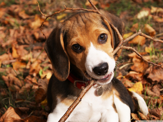 Dog sitting leaves stick sad free wallpaper for desktop - medium preview image