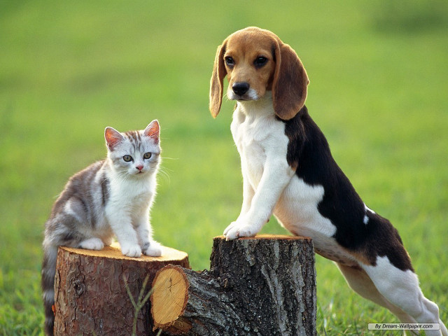 Dog cat tree stump field free wallpaper for desktop - medium preview image