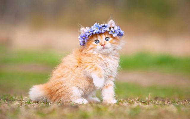 Kitten flower crown grass blurry free wallpaper for desktop - medium preview image