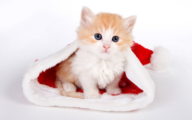 Kitten santa hat white background free wallpaper for desktop - medium preview image