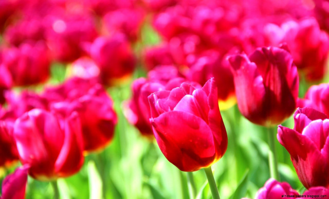 Red tulips yellow tips green #2 free wallpaper for desktop - medium preview image