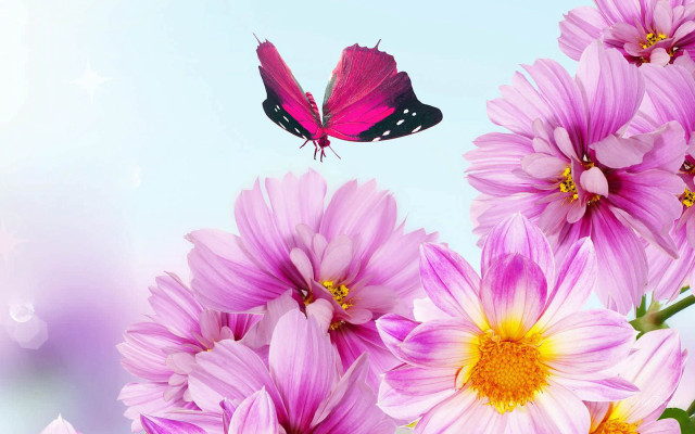 Butterfly pink flowers blue background free wallpaper for desktop - medium preview image
