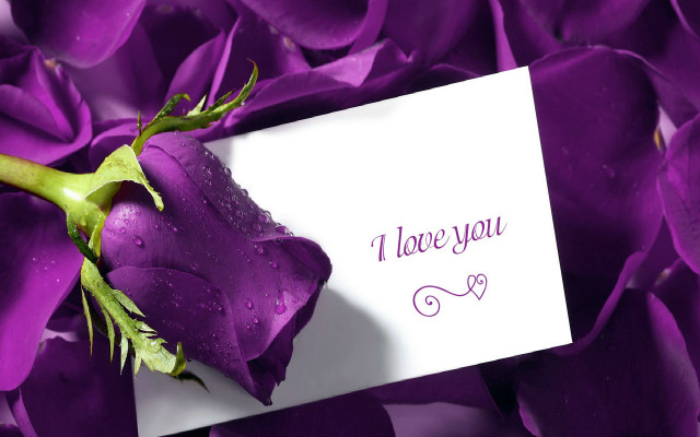 Purple rose i love you #2 free wallpaper for desktop - medium preview image