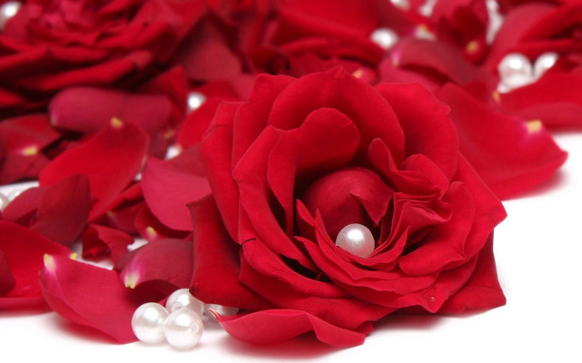 Red rose pearls closeup white free wallpaper for desktop - medium preview image
