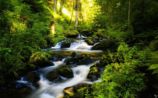 Stream lush forest trees rocks #3 free wallpaper for desktop - medium preview image