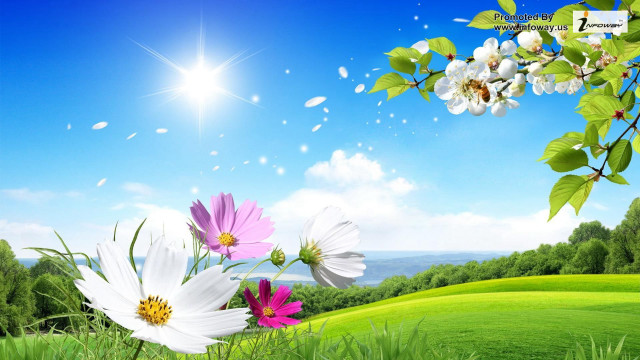 Field flowers blue sky sun free wallpaper for desktop - medium preview image
