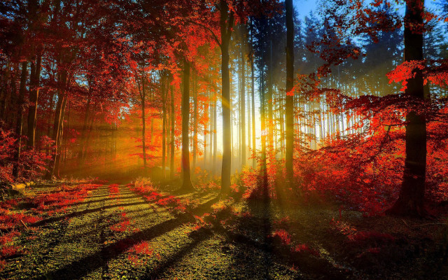 Forest sunbeam red leaves trail free wallpaper for desktop - medium preview image