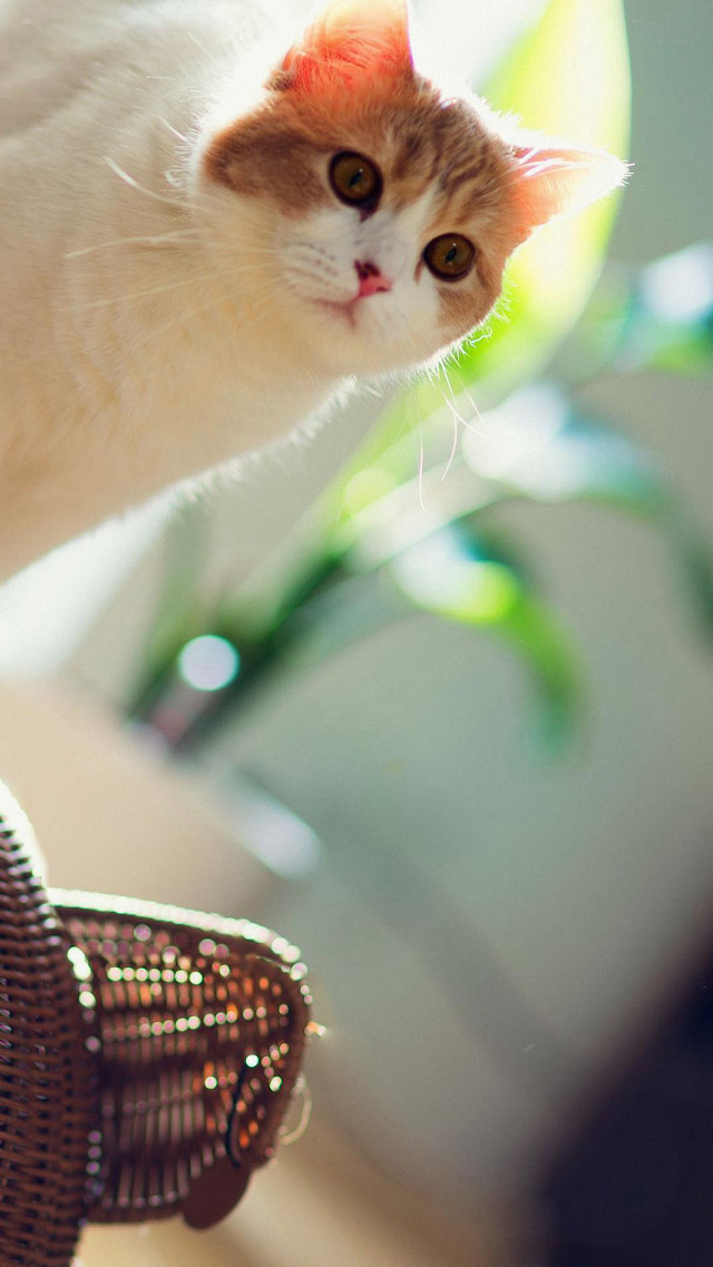 Cat chair looking camera basket free wallpaper for mobile - medium preview image