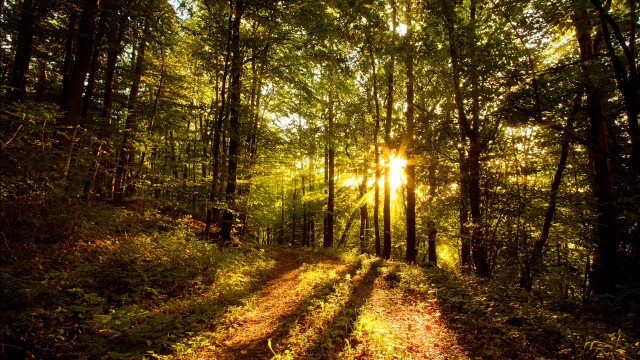 Sunlit path woods trees leaves free wallpaper for desktop - medium preview image