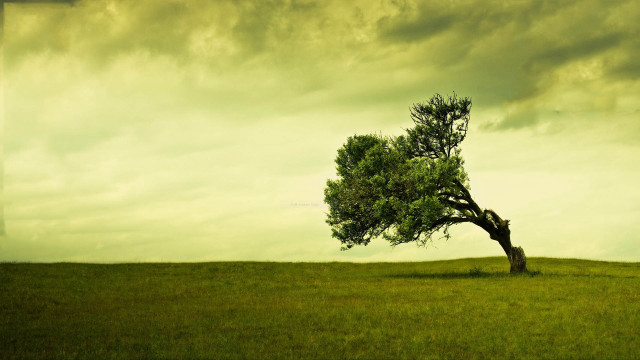 Lone tree grassy field cloudy #13 free wallpaper for desktop - medium preview image