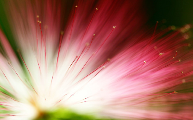 Flower closeup blurry background macro free wallpaper for desktop - medium preview image