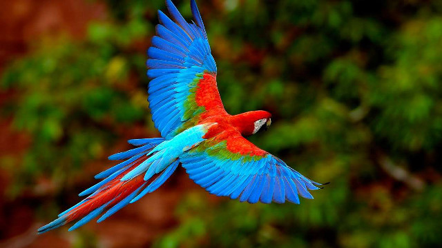 Colorful bird flying wings spread #6 free wallpaper for desktop - medium preview image