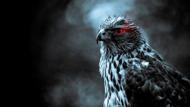 Bird red eyes dark smoky free wallpaper for desktop - medium preview image