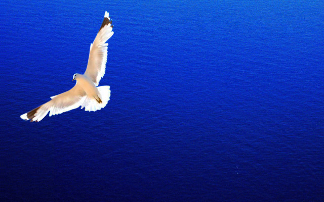 Bird flying ocean wings spread free wallpaper for desktop - medium preview image