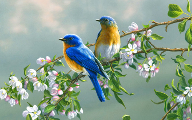 Birds flowering branch art brenner free wallpaper for desktop - medium preview image