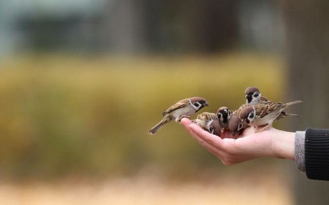 Person holding birds blurry background free wallpaper for desktop - medium preview image