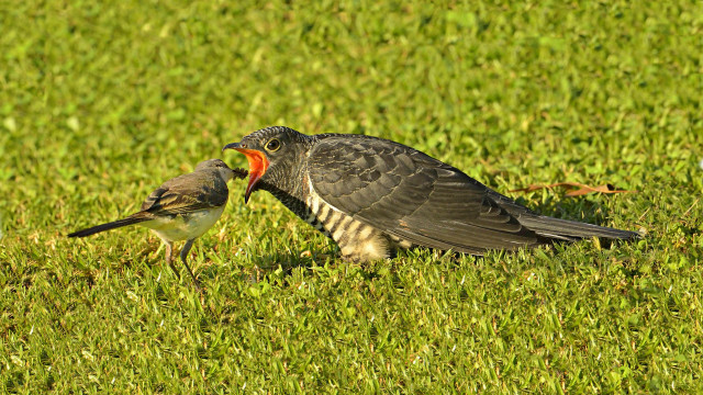 Birds standing lush green field free wallpaper for desktop - medium preview image