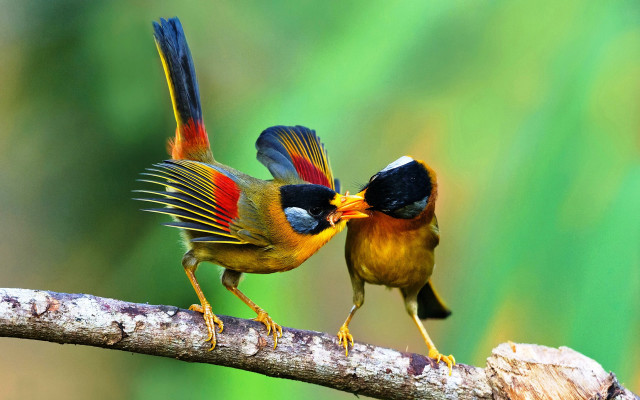 Two birds branch beaks touching free wallpaper for desktop - medium preview image