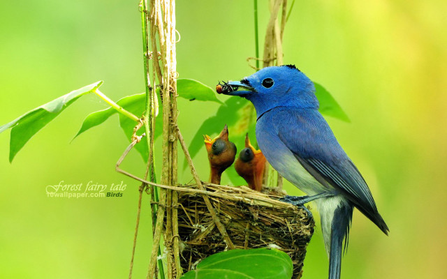 Blue bird feeding young nest #2 free wallpaper for desktop - medium preview image