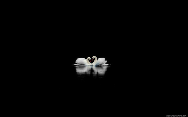 Two white flowers dark water free wallpaper for desktop - medium preview image