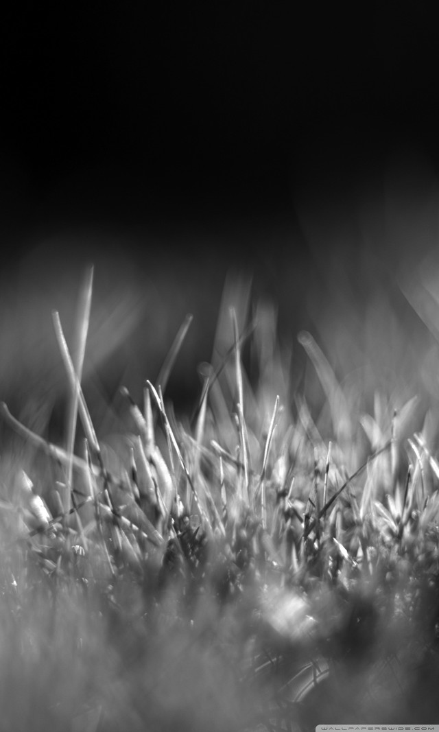 Black white grass blades macro free wallpaper for mobile - medium preview image