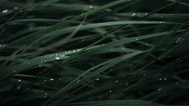 Grass water droplets macro nature free wallpaper for desktop - medium preview image