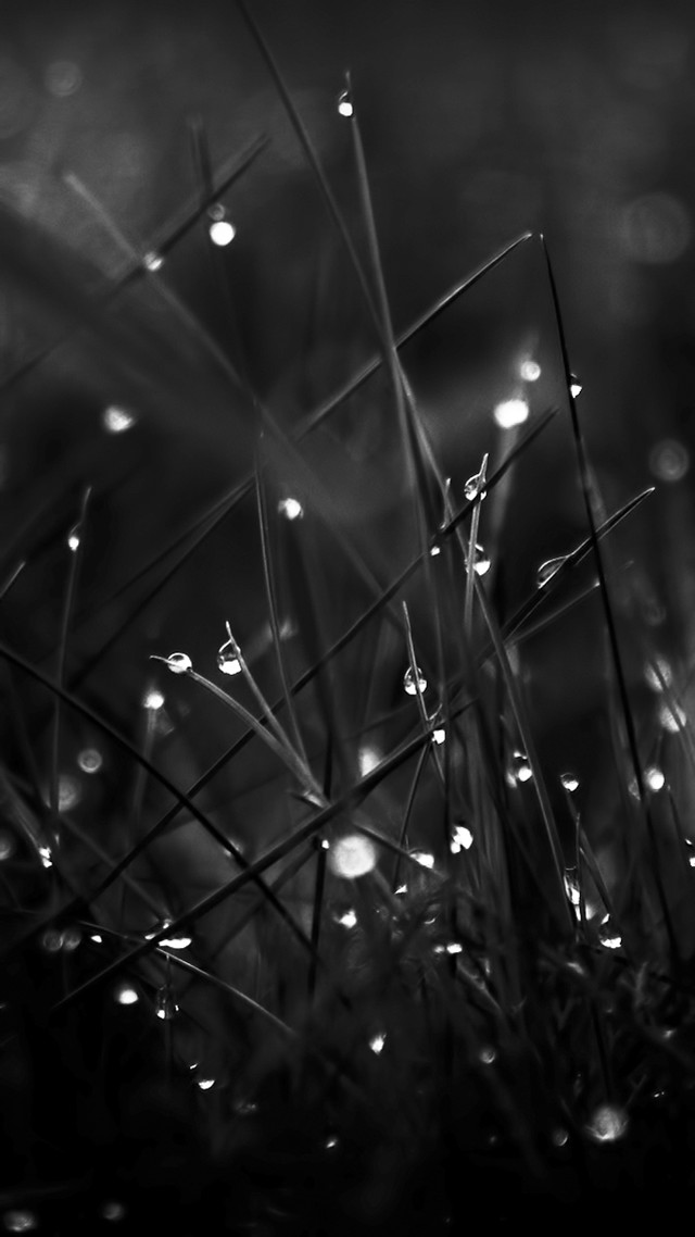 Black white grass dew drops free wallpaper for mobile - medium preview image