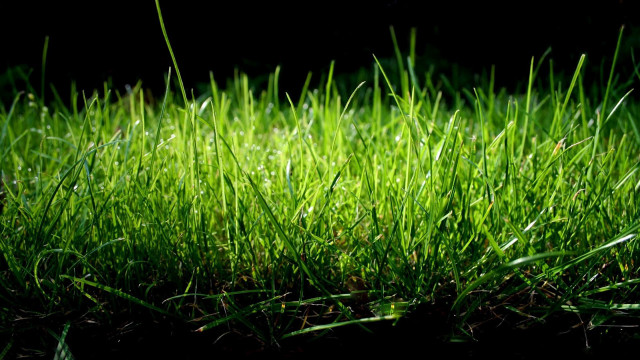 Green grass closeup black background free wallpaper for desktop - medium preview image