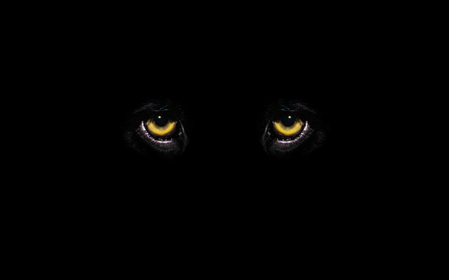 Black background yellow eyes white free wallpaper for desktop - medium preview image