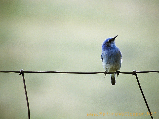 Small bird wire fence blurry free wallpaper for desktop - medium preview image