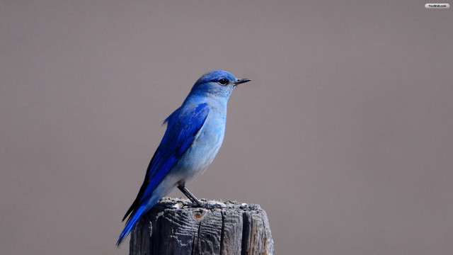 Blue bird wooden post gray free wallpaper for desktop - medium preview image