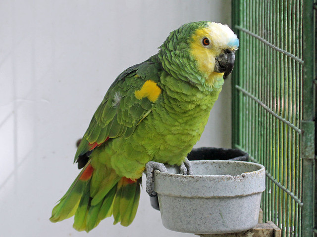 Green yellow parrot perched birdfeeder free wallpaper for desktop - medium preview image