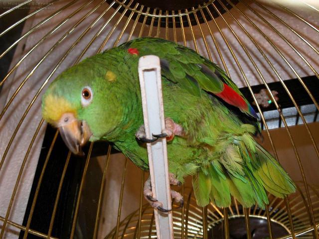 Green parrot cage bird feeder free wallpaper for desktop - medium preview image