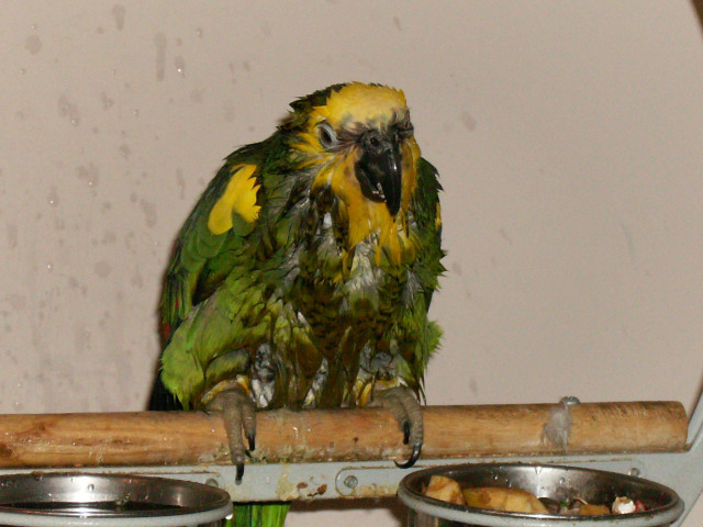 Parrot perch bowl mirror neoexpressionism free wallpaper for desktop - medium preview image