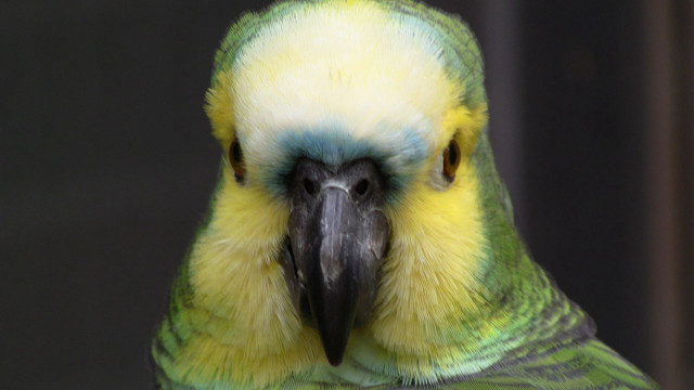 Parrot yellow green feathers black free wallpaper for desktop - medium preview image