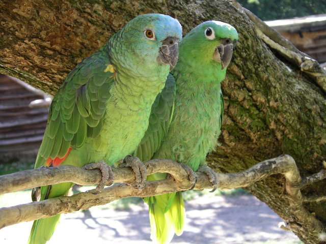 Two green parrots sitting on #2 free wallpaper for desktop - medium preview image
