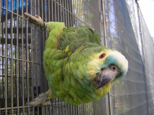 Green parrot caged perch looking free wallpaper for desktop - medium preview image