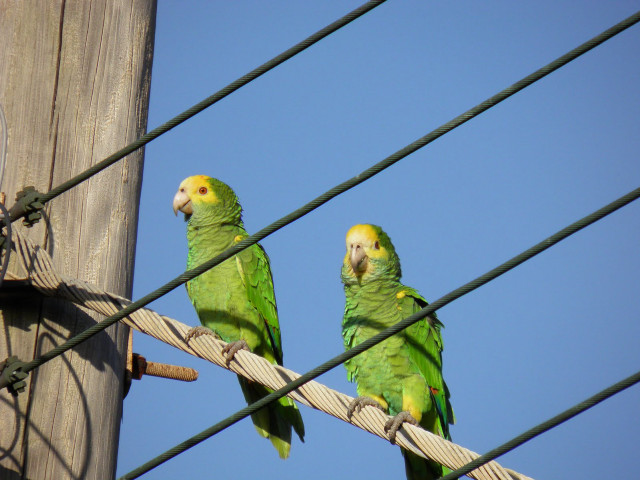 Two green parrots wire fence free wallpaper for desktop - medium preview image