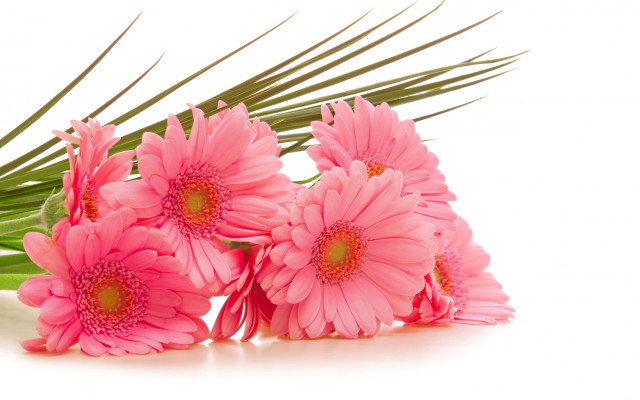 Pink flowers white tablecloth palm free wallpaper for desktop - medium preview image