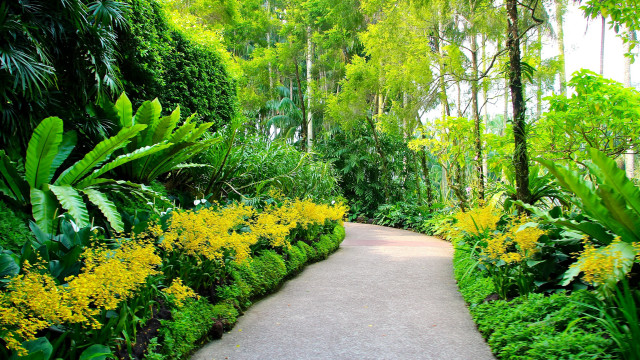 Tropical garden pathway yellow flowers free wallpaper for desktop - medium preview image