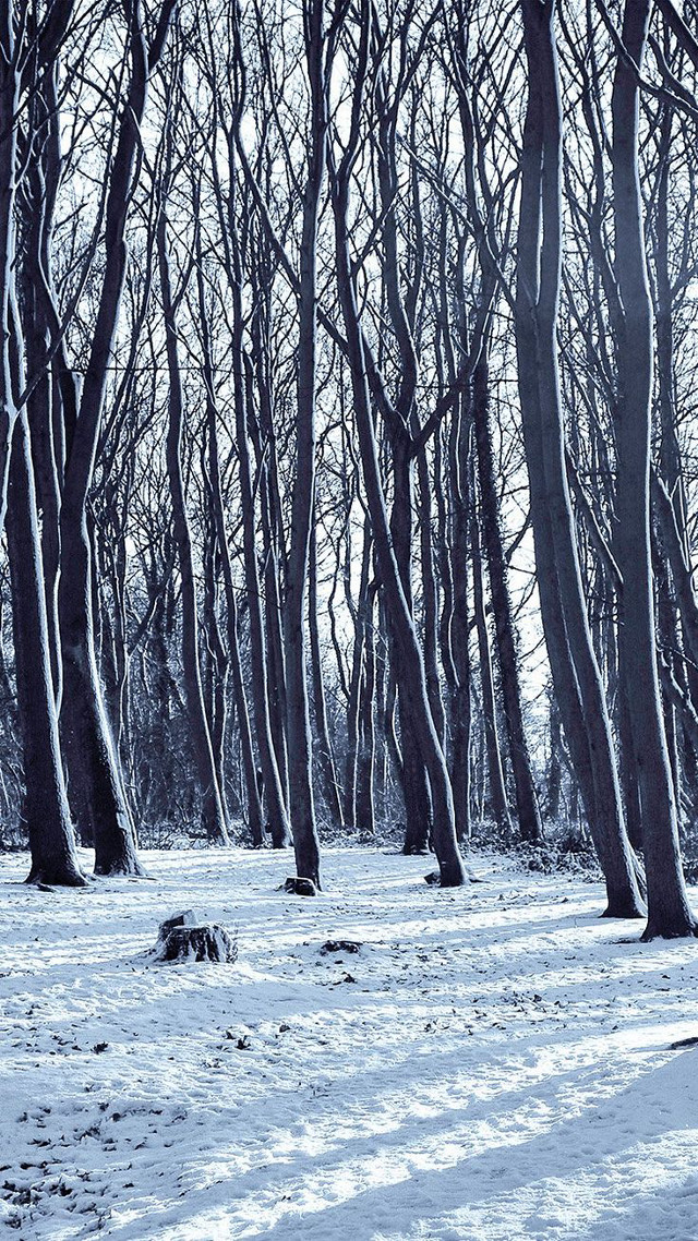 Snowy field trees dog laying free wallpaper for mobile - medium preview image