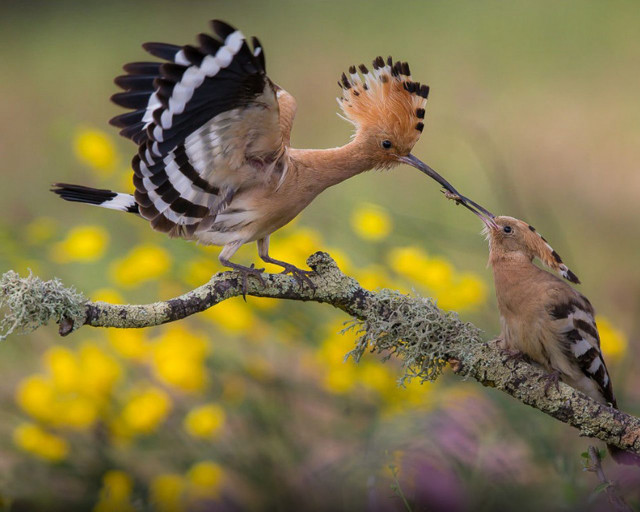 Birds branch yellow flowers biting free wallpaper for desktop - medium preview image