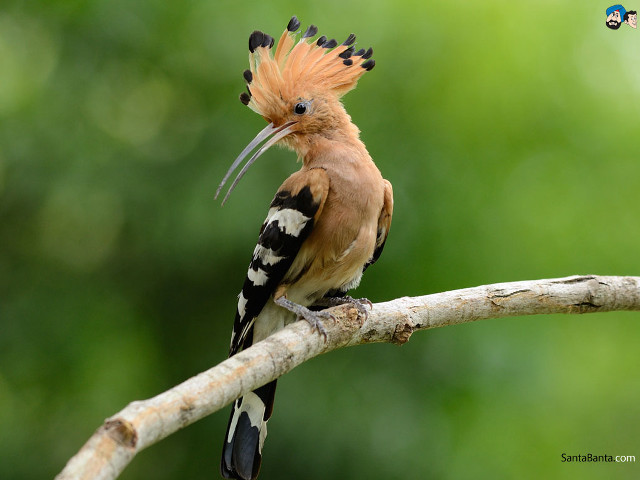 Colorful bird branch blurry trees free wallpaper for desktop - medium preview image