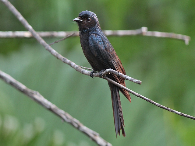 Bird branch tree green leaves #2 free wallpaper for desktop - medium preview image