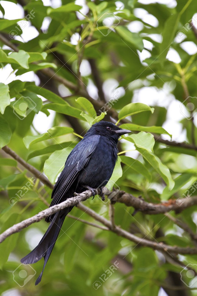 Black bird branch leaves garden free wallpaper for mobile - medium preview image