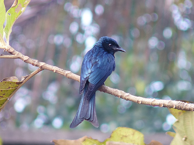 Blue bird sitting branch tree #6 free wallpaper for desktop - medium preview image